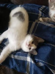 Kittens looking for their furever happy homes - Photo 4
