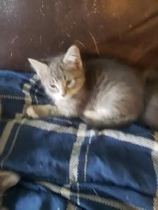 Kittens looking for their furever happy homes - Photo 5