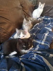 Kittens looking for their furever happy homes - Photo 6