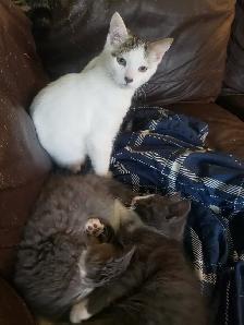 Kittens looking for their furever happy homes - Photo 7
