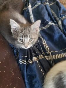 Kittens looking for their furever happy homes - Photo 8