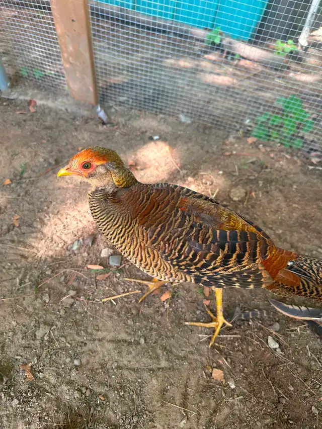 Red Golden Pheasants pair or trio