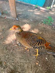 Red Golden Pheasants pair or trio