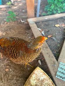 Red Golden Pheasants pair or trio - Photo 2