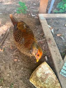 Red Golden Pheasants pair or trio - Photo 3