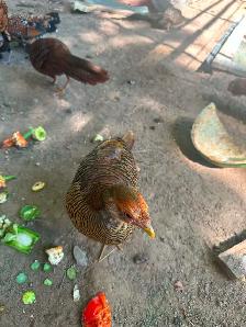 Red Golden Pheasants pair or trio - Photo 4