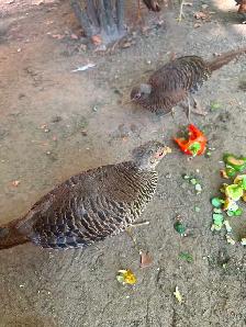 Red Golden Pheasants pair or trio - Photo 5