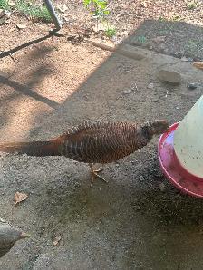 Red Golden Pheasants pair or trio - Photo 6