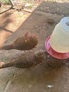 Red Golden Pheasants pair or trio - Photo 7