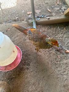 Red Golden Pheasants pair or trio - Photo 8