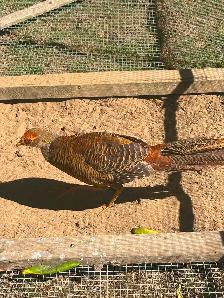 Red Golden Pheasants pair or trio - Photo 9