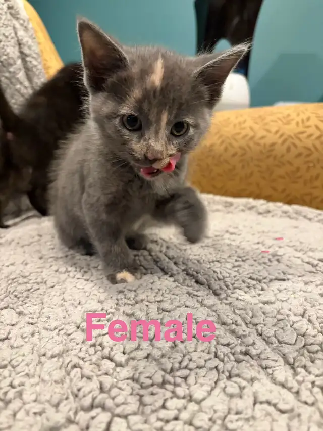Kittens ready to go