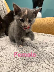 Kittens ready to go