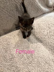 Kittens ready to go - Photo 2