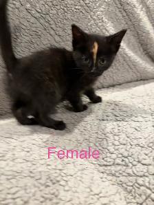 Kittens ready to go - Photo 3