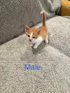 Kittens ready to go - Photo 4