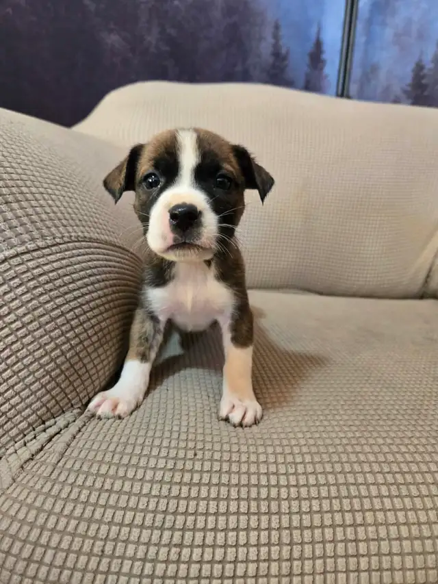 Alaskan malamute, American bulldog mix puppies