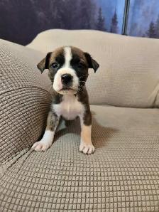 Alaskan malamute, American bulldog mix puppies