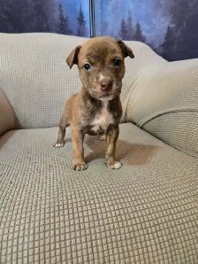 Alaskan malamute, American bulldog mix puppies - Photo 2