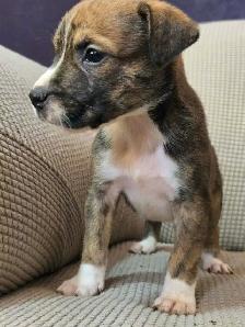 Alaskan malamute, American bulldog mix puppies - Photo 3