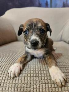 Alaskan malamute, American bulldog mix puppies - Photo 4