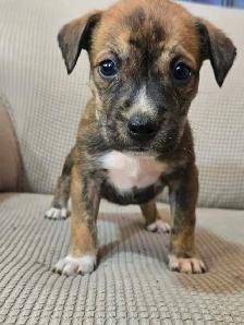 Alaskan malamute, American bulldog mix puppies - Photo 5