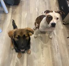 Alaskan malamute, American bulldog mix puppies - Photo 6