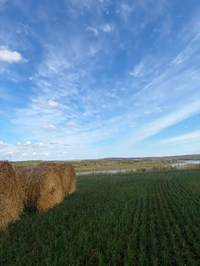 Greenfeed bales