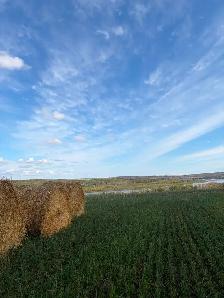 Greenfeed bales