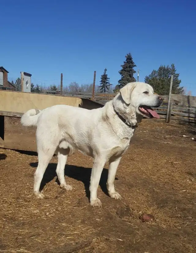 Great Pyrenees/ Anatolian shepherd