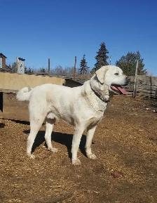 Great Pyrenees/ Anatolian shepherd