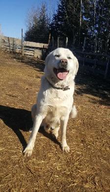 Great Pyrenees/ Anatolian shepherd - Photo 2