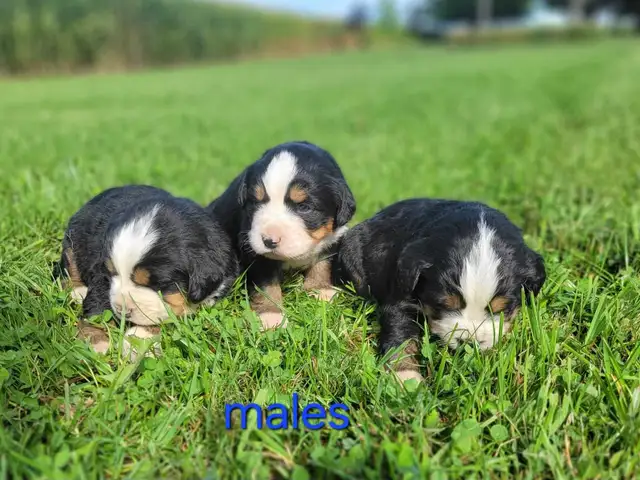 purebred Bernese Mountain puppies