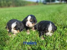 purebred Bernese Mountain puppies