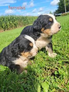 purebred Bernese Mountain puppies - Photo 2
