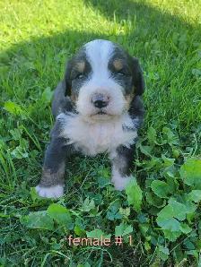 purebred Bernese Mountain puppies - Photo 3