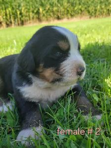 purebred Bernese Mountain puppies - Photo 4