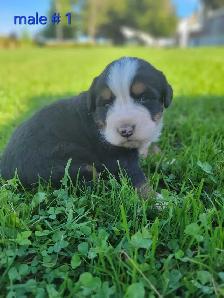purebred Bernese Mountain puppies - Photo 5