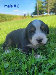 purebred Bernese Mountain puppies - Photo 6