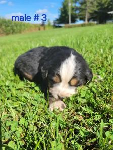 purebred Bernese Mountain puppies - Photo 7