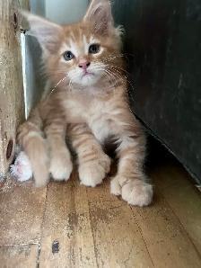 Chatons Maine Coon