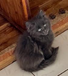 Chatons Maine Coon - Photo 2
