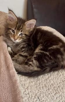 Chatons Maine Coon - Photo 3