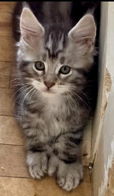 Chatons Maine Coon - Photo 4