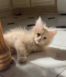 Chatons Maine Coon - Photo 5