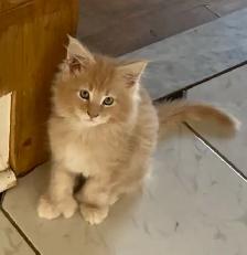Chatons Maine Coon - Photo 6