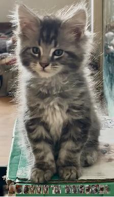 Chatons Maine Coon - Photo 7