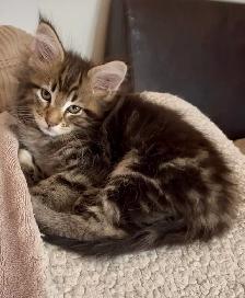 Chatons Maine Coon - Photo 8