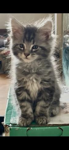 Chatons Maine Coon - Photo 9