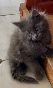 Chatons Maine Coon - Photo 10